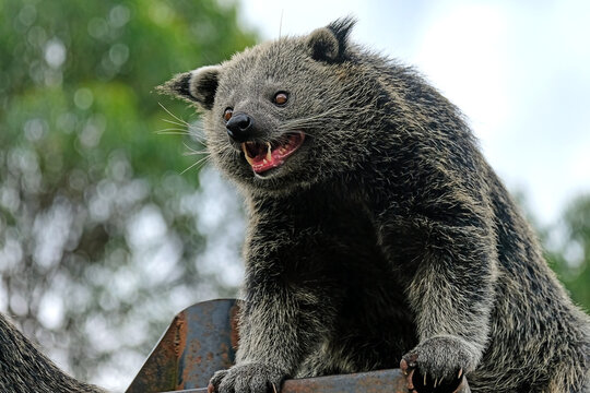 binturong