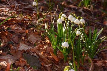 bunch of summer snowflake blooming. nature background in the garden