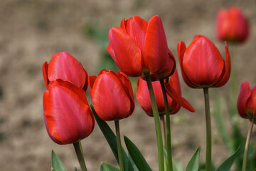 Fototapeta premium red tulips outdoors. warm day in spring