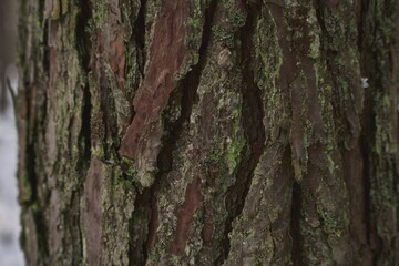 A macro close-up of a plant bark of fir tree with texture and detail crevices and rough surface
