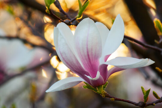 magnolia blossoming in evening light. spring nature background