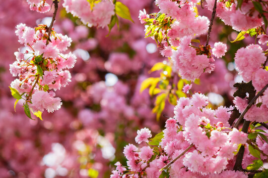pink blossom of a sakura tree. spring holiday season
