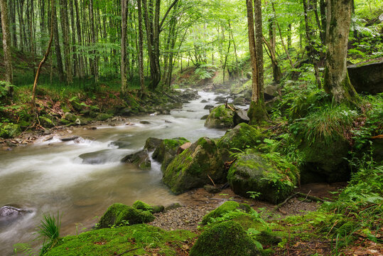 brook in the woods among stones. outdoor nature scenery in spring. ecology and fresh water concept