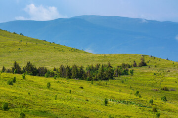 Obraz premium carpathian countryside with forested hills. green landscape in mountains on a sunny summer day