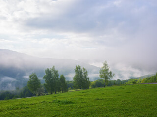 Obraz premium rural landscape with forested hills. grassy fields and meadows. trees on the hill. mysterious foggy morning