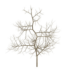 tree branch silhouette isolated on white