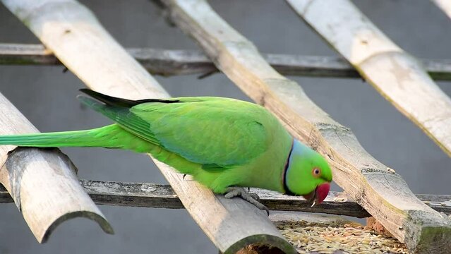 Rose-Ringed Parakeet eating rice or paddy, Beautiful Green Parrot, Male Parakeet Bird, Wild Bird, Ring-necked Parrot close up, Glorious green parrot, Parrot with green feather and red beak