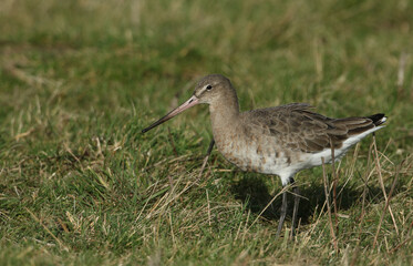 A stunning Black-tailed Godwit, Limosa limosa, hunting for food in a meadow. 