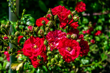 Photography on theme beautiful wild growing flower rose
