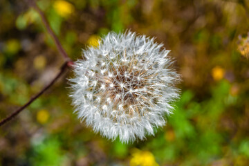 Beautiful wild growing flower seed dandelion on background meadow