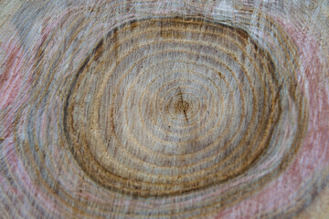 Beautiful wooden fracture old oak, natural texture close up