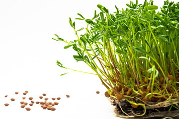 Red lentils microgreen growing from the soil. Homegrown lentil sprouts on white background. Bunch...