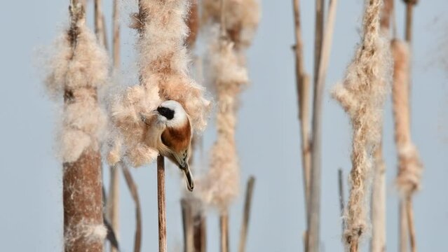 Eurasian / European penduline tit (Remiz pendulinus) looking for insects in seedhead of broadleaf cattail / common bulrush in reedbed in winter