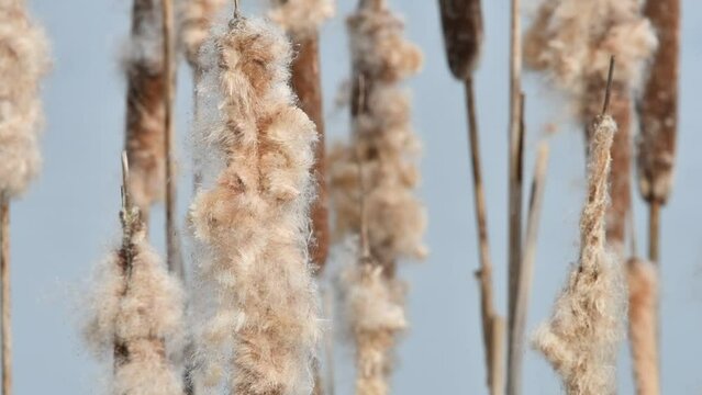 Eurasian or European penduline tit (Remiz pendulinus) looking for insects in seedhead of broadleaf cattail / common bulrush in reedbed in winter