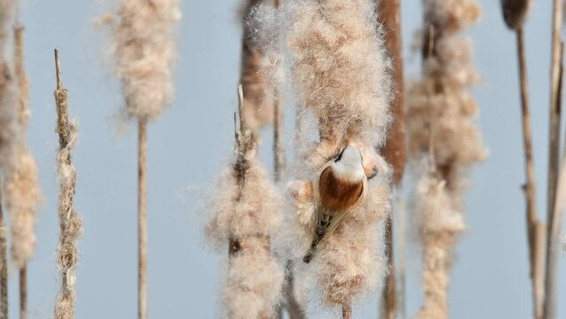 Eurasian or European penduline tit (Remiz pendulinus) looking for insects in seedhead of broadleaf cattail or common bulrush in reedbed in winter