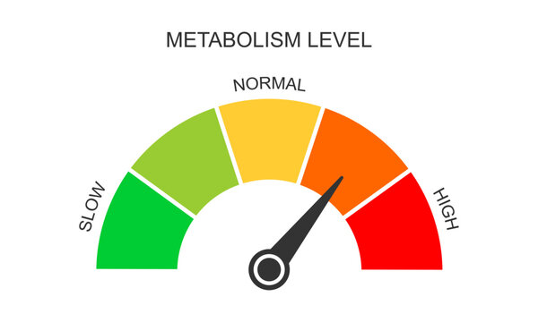 Metabolism meter dashboard with arrow. Metabolic levels from slow to high. Chart of rate which body converts foods and drinks into energy. Vector flat illustration.