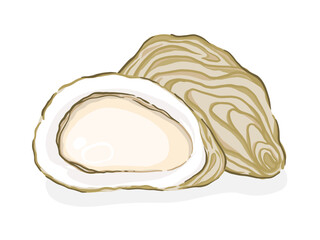Fresh oyster on a white background, Food hand drawn, vector illustration.