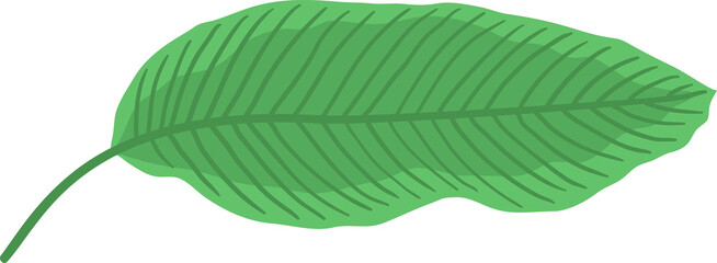 Obraz na płótnie Canvas Tropical leaf vector