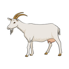 vector drawing goat, sketch of domestic animal, hand drawn illuastration , isolated nature design element