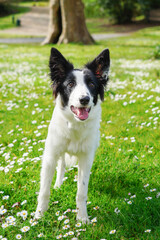 Chiot blanc et noir dans un jardin