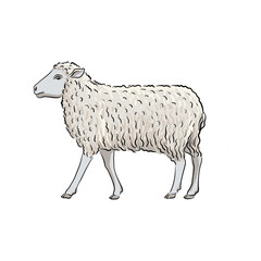vector drawing sheep, sketch of domestic animal, hand drawn illuastration , isolated nature design element