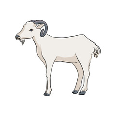 Fototapeta premium vector drawing goat, sketch of domestic animal, hand drawn illuastration , isolated nature design element
