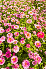A large area of Cosmos Bipinnatus flowers as a background