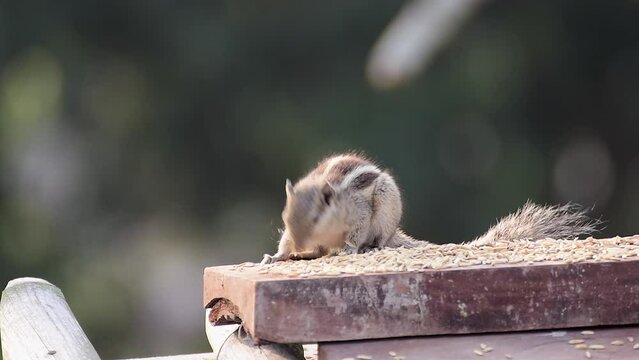 Palm Squirrel eating rice. Three stripe squirrel, Five strip squirrel, Funambulus, Indian Palm Squirrel