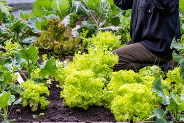 Workers on a farm are busily harvesting fresh greens for a green salad crop. They move through the...