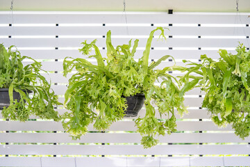 A tree that was planted in a pot and is suspended by a rope