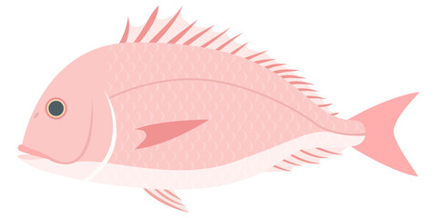 鯛のイラスト【 sea ​​bream 】	
