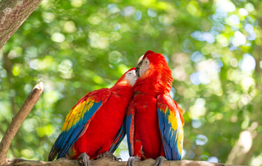 two ara macaw parrot outdor. ara macaw parrot outside. photo of ara macaw parrot in zoo.