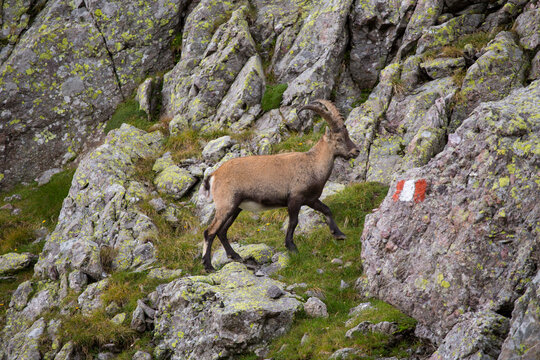An encounter with a mountain goat (ibex) on a trail near the Rifugo Bernini. Hiking the Sentiero delle Orobie in the Italian Alps.