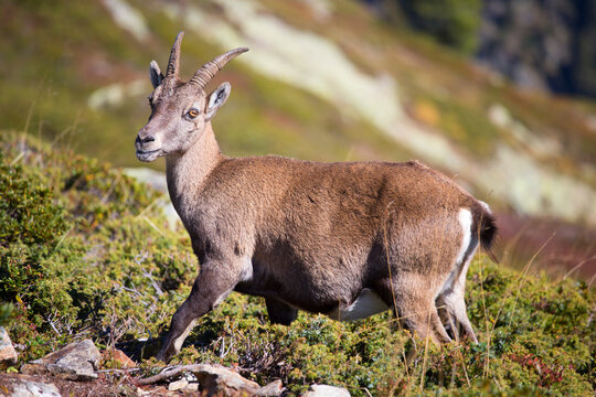 A young Ibex (bouquetin) in the Aiguilles Rouges, a natural park above Chamonix.