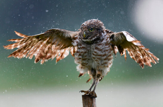 Burrowing owl (Athene cunicularia) perching on wooden post, Miami, Florida, USA