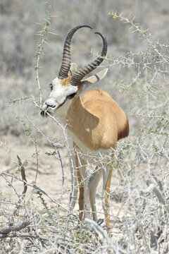 A springbok in Etosha National Park in Namibia