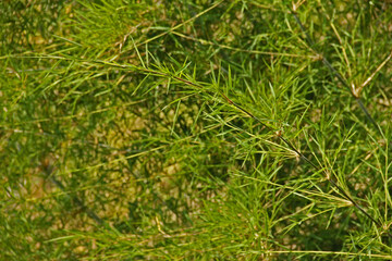 background of bamboo twigs