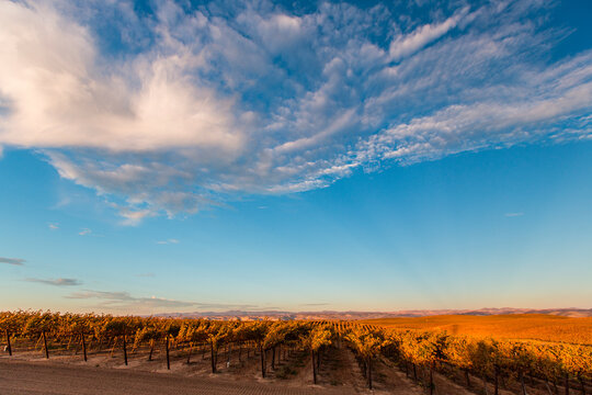 Paso Robles Vineyards