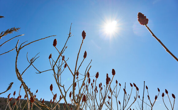 Sumac against sunny blue sky, Braintree, Vermont, USA