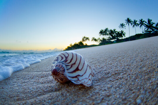 Sea shell on the beach during sunrise.