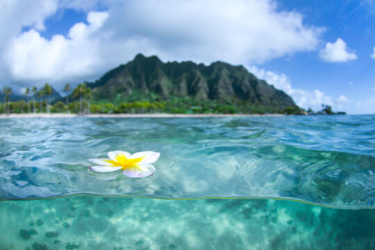 A Plumeria Flower Floating On Water In Kualoa Ridge On Oahu's East Side