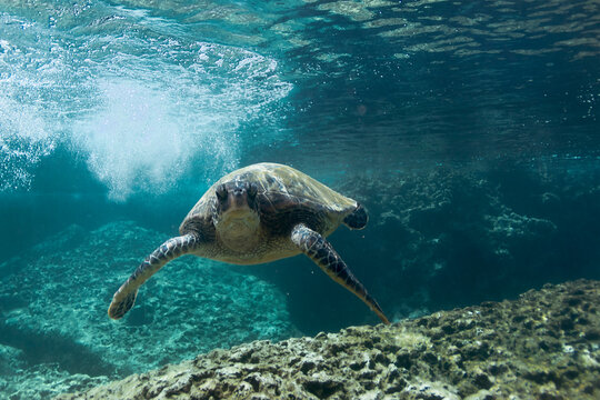 Underwater picture of Hawaiian sea turtle swimming, Sharks Cove, Oahu, Hawaii, USA