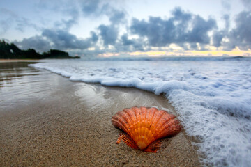 Seashell on beach at sunrise, Laie Beach, east shore of Oahu, Hawaii Islands, USA