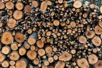 A large stack of wood cut to be used as fuel for heating in the winter season, Fauglia, Italy