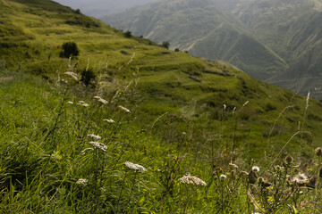 Fototapeta na wymiar Majestic summer mountain landscape - bright green diagonal mountain slope with lush green meadow and wildflowers details, closeup in soft mist of early morning sunlight. Amazing trip in Dagestan.