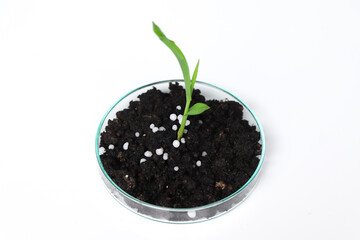 process of plant growth with fertilizer and development, Young tree plant