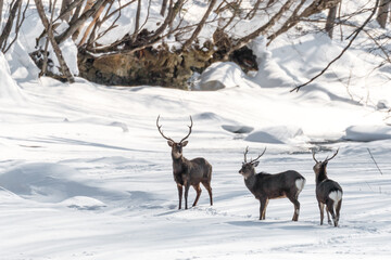 北海道遠軽町、雪に覆われた武利川を歩くオスのエゾシカ【1月】