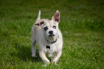 An old blind scruffy dog