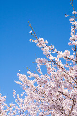 桜　春