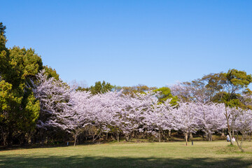 桜　春